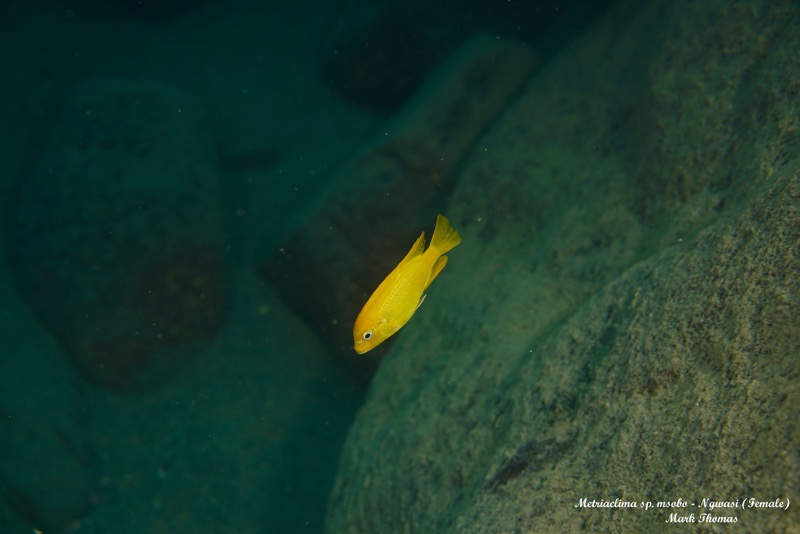 Maylandia sp. 'msobo' Ngwasi